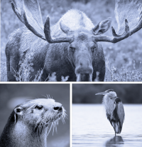 Advanced Animal Totems Online Program